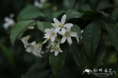 广西九里香Murraya kwangsiensis