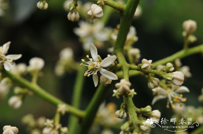 黄皮Clausena lansium