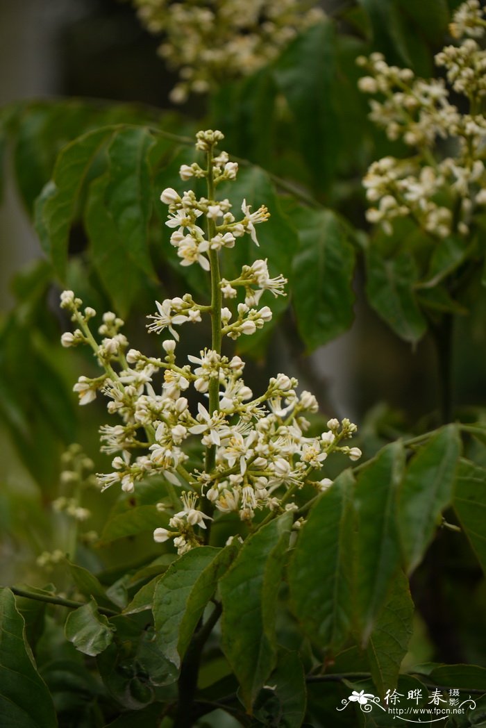 黄皮Clausena lansium