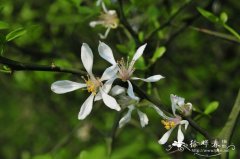 枸橘Citrus trifoliata