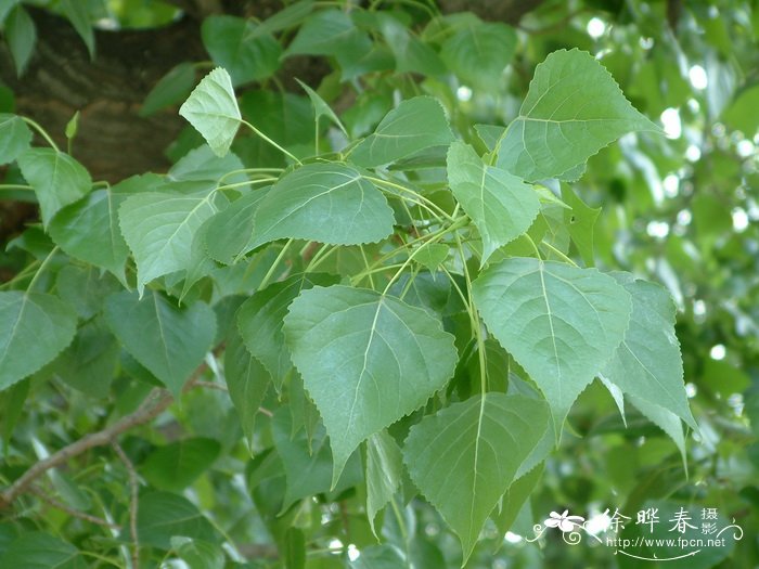 加杨Populus × canadensis