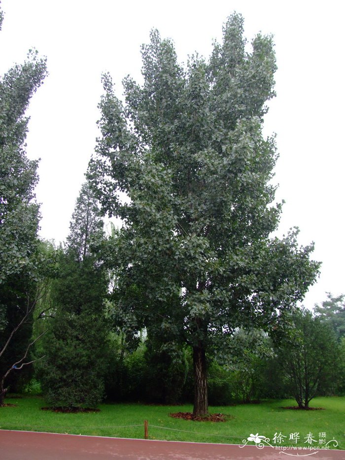 加杨Populus × canadensis