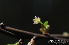 鄂西清风藤Sabia campanulata subsp. ritchieae