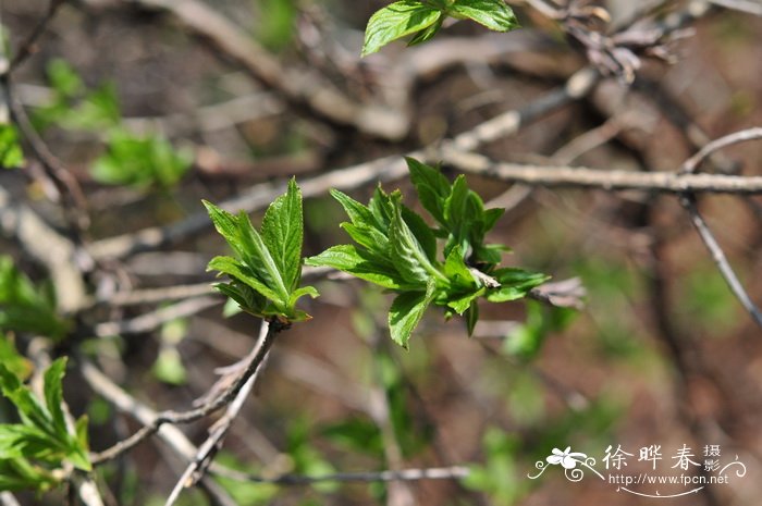 鄂西清风藤Sabia campanulata subsp. ritchieae