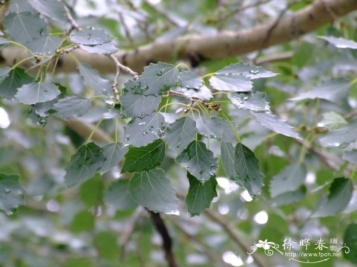 河北杨Populus × hopeiensis