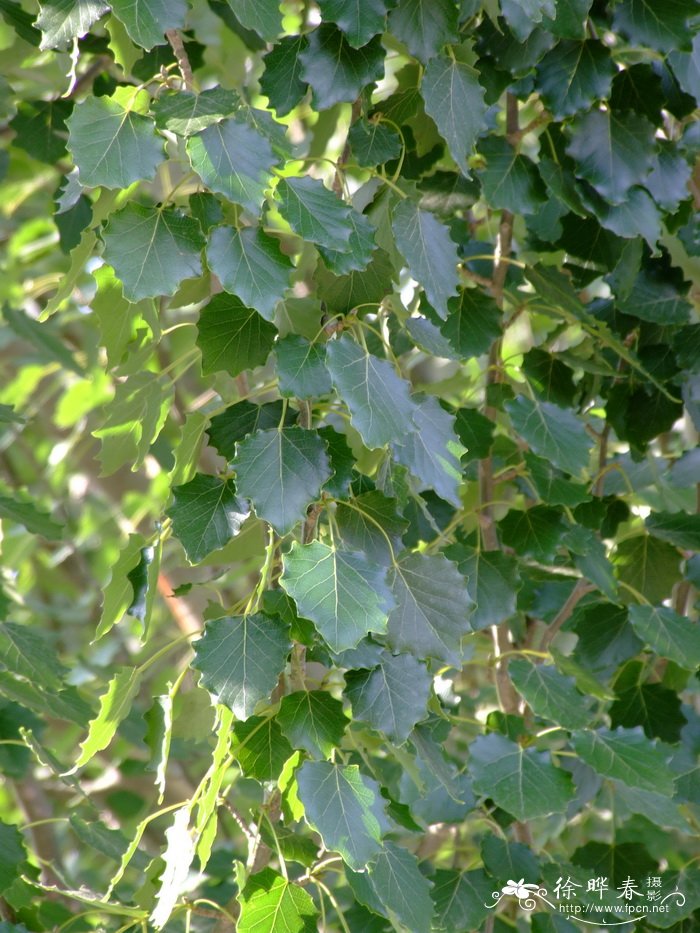 新疆杨Populus alba var. pyramidalis