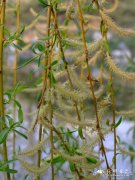 金丝柳Salix alba ‘Tristis’