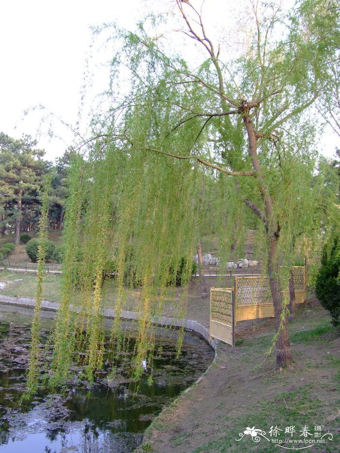 金丝柳Salix alba ‘Tristis’