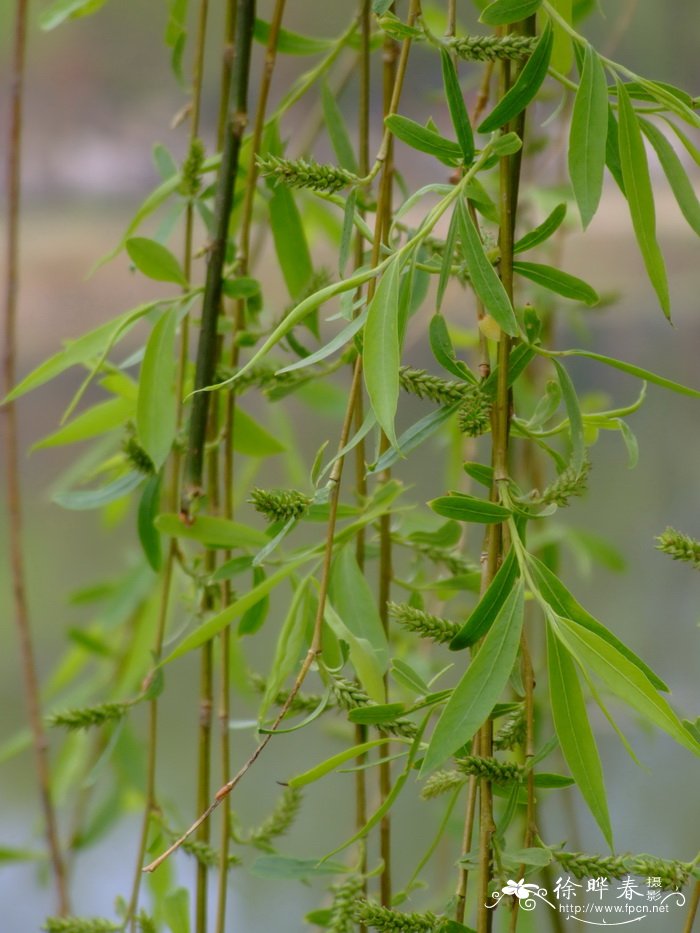 绦柳 Salix matsudana f. pendula