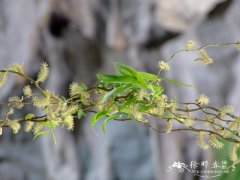 龙爪柳Salix matsudana 'Tortusoa'