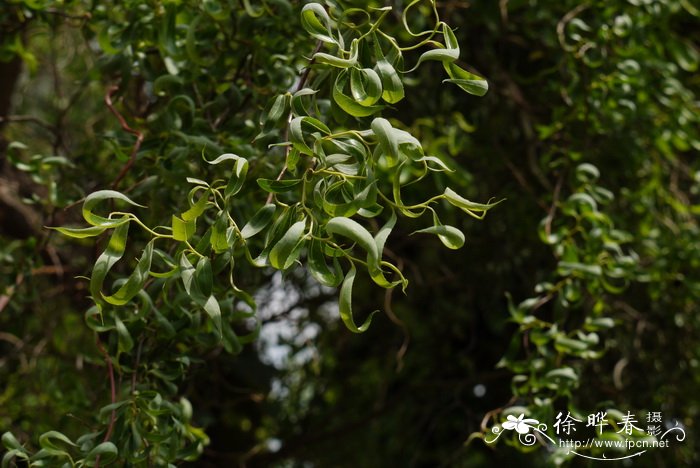 龙爪柳Salix matsudana 'Tortusoa'