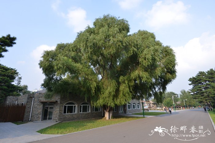 旱柳Salix matsudana