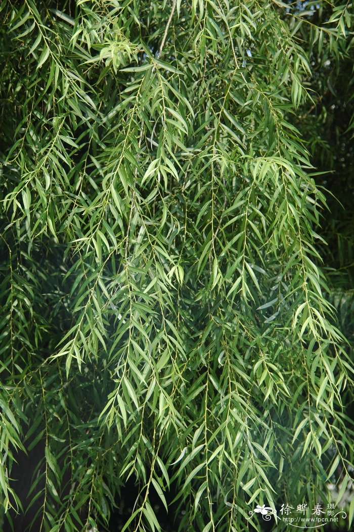 旱柳Salix matsudana