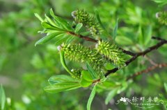 杯腺柳Salix cupularis