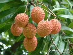 荔枝Litchi chinensis