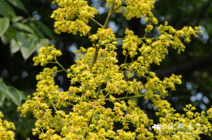 黄山栾树Koelreuteria bipinnata 'Integrifoliola'