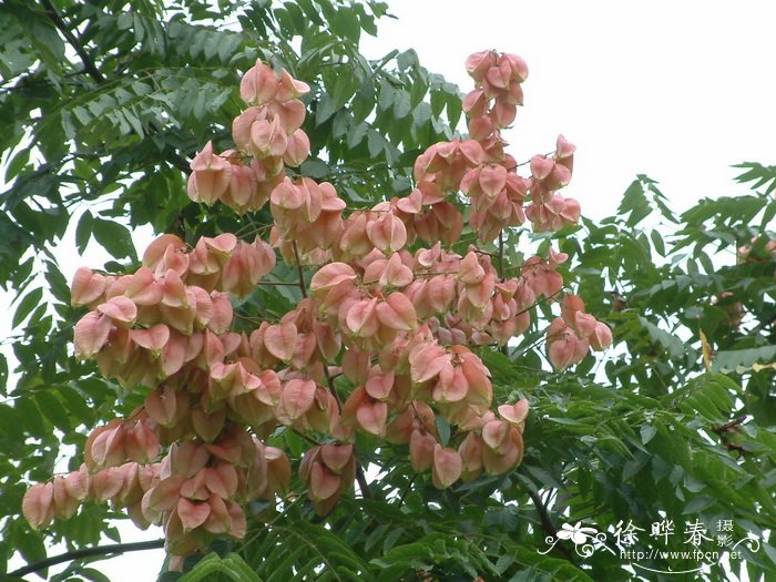 黄山栾树Koelreuteria bipinnata 'Integrifoliola'