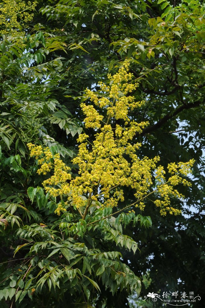 黄山栾树Koelreuteria bipinnata 'Integrifoliola'