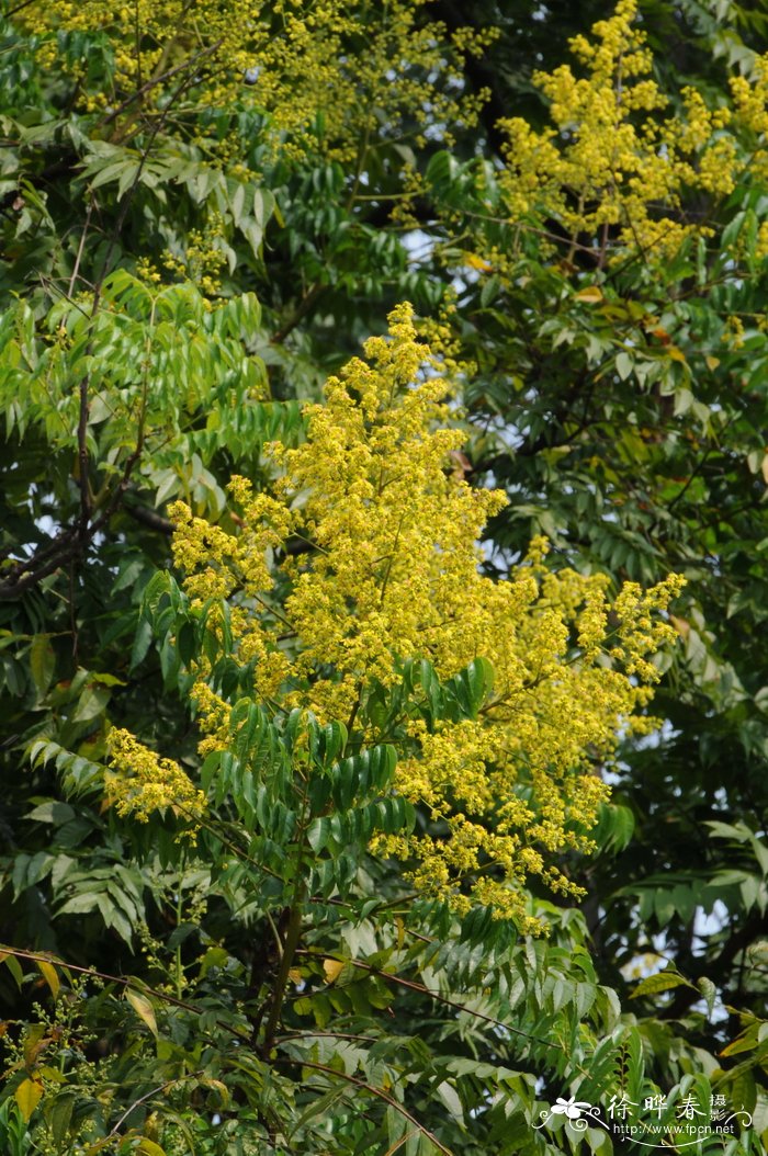 复羽叶栾树Koelreuteria bipinnata