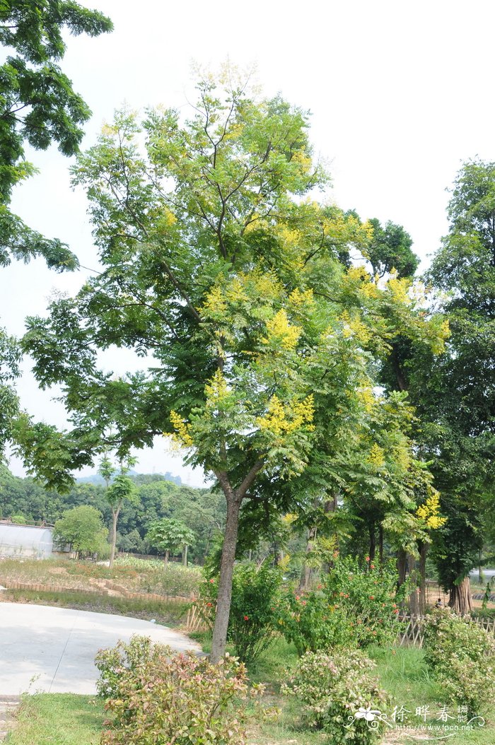 复羽叶栾树Koelreuteria bipinnata