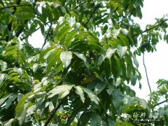 番龙眼Pometia pinnata