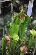 黄瓶子草Sarracenia flava