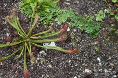 猩红瓶子草Sarracenia x ‘Scarlet Belle’