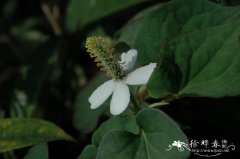 鱼腥草Houttuynia cordata