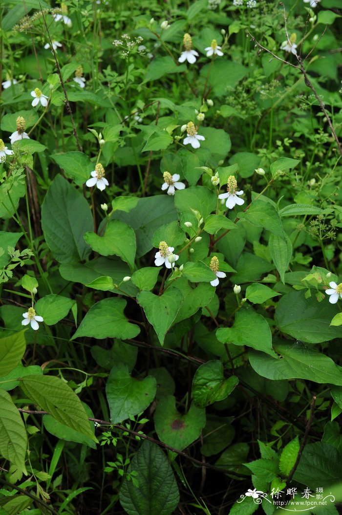 鱼腥草Houttuynia cordata