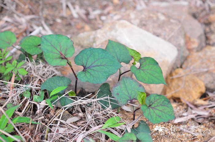 鱼腥草Houttuynia cordata