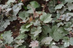 小花肾形草Heuchera micrantha