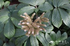 羽叶鬼灯檠Rodgersia pinnata