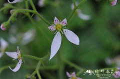 虎耳草Saxifraga stolonifera