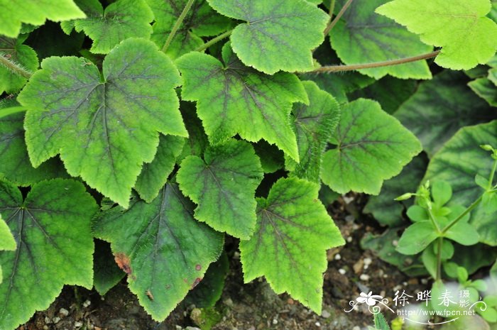 黄水枝Tiarella polyphylla