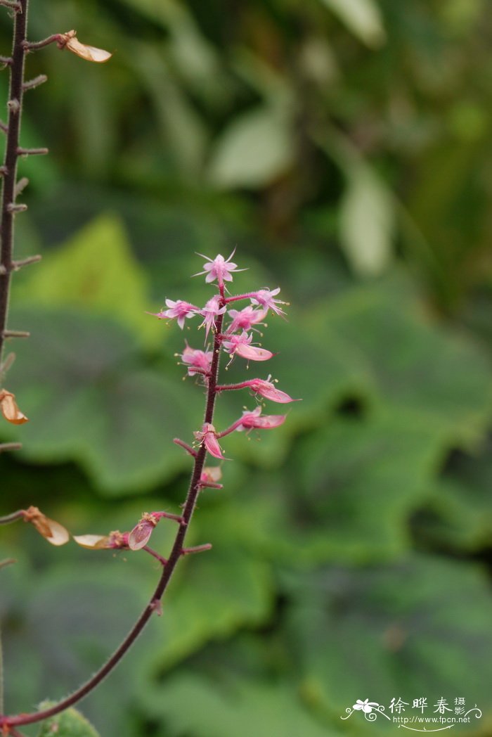 黄水枝Tiarella polyphylla