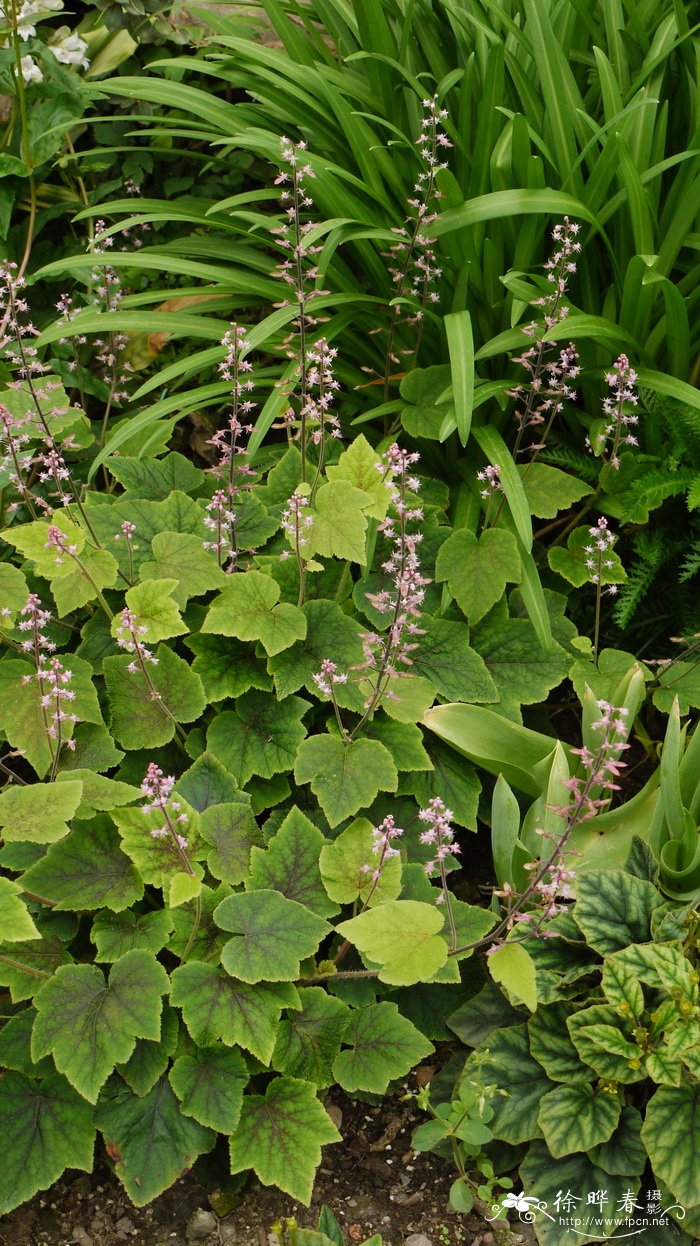 黄水枝Tiarella polyphylla