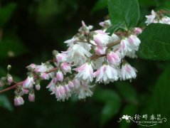 齿叶溲疏Deutzia crenata