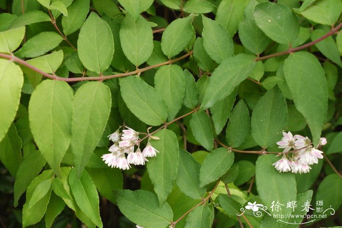 齿叶溲疏Deutzia crenata