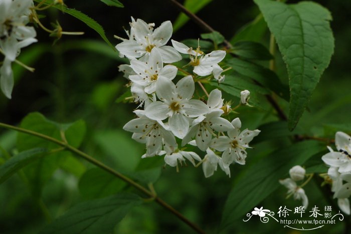 异色溲疏Deutzia discolor