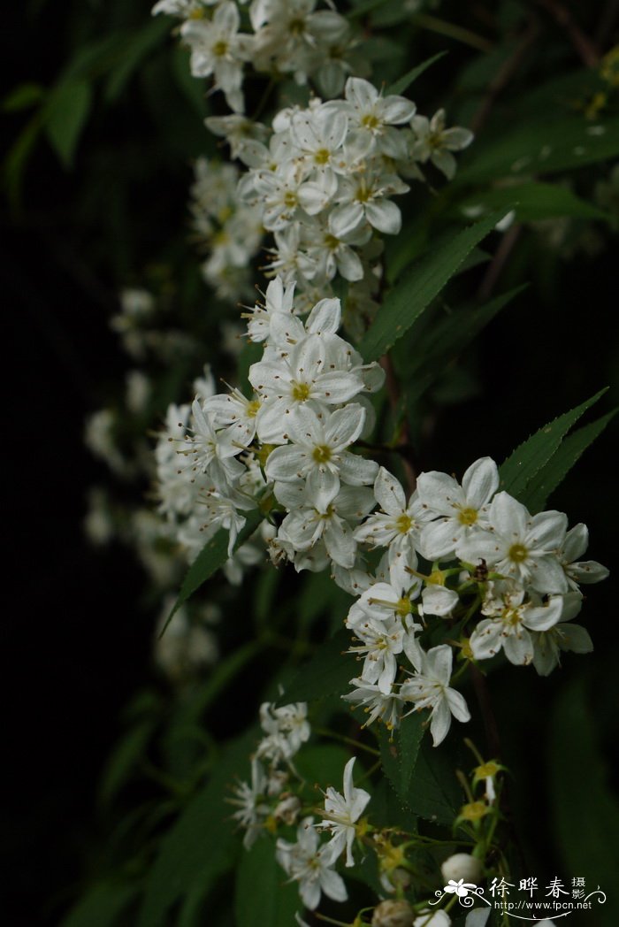 异色溲疏Deutzia discolor