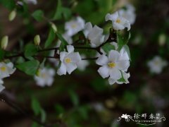 大花溲疏Deutzia grandiflora