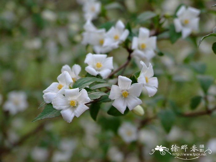 大花溲疏Deutzia grandiflora