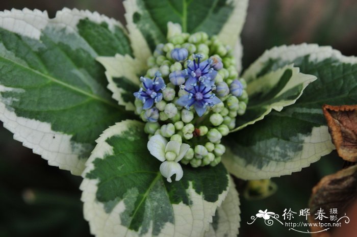 银边八仙花Hydrangea macrophylla ‘Maculata’