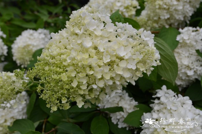 圆锥绣球Hydrangea paniculata