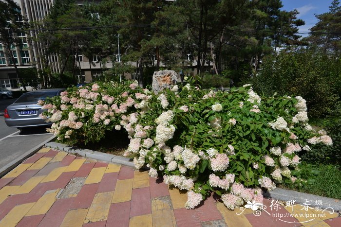 圆锥绣球Hydrangea paniculata