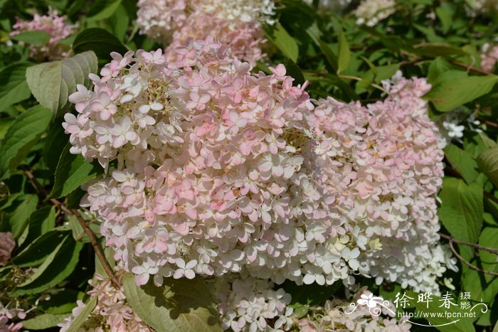 圆锥绣球Hydrangea paniculata