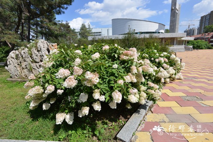 圆锥绣球Hydrangea paniculata