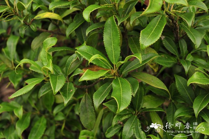 腺鼠刺Itea glutinosa