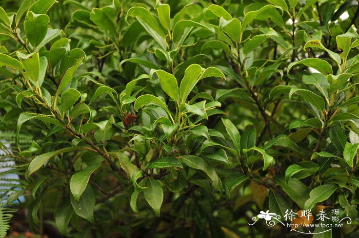 腺鼠刺Itea glutinosa