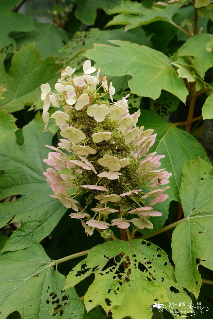 栎叶绣球Hydrangea quercifolia